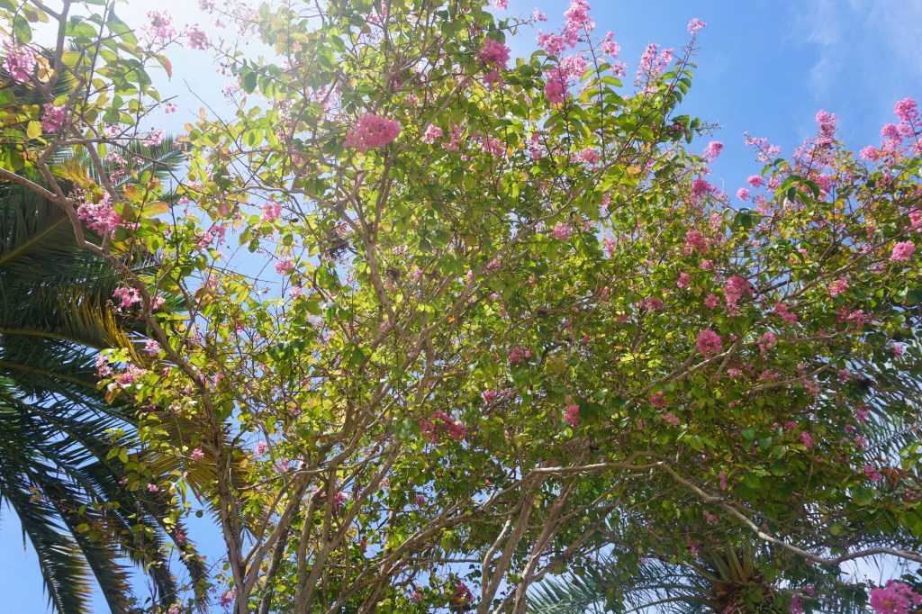 Summer Tree at Florida Atlantic University
